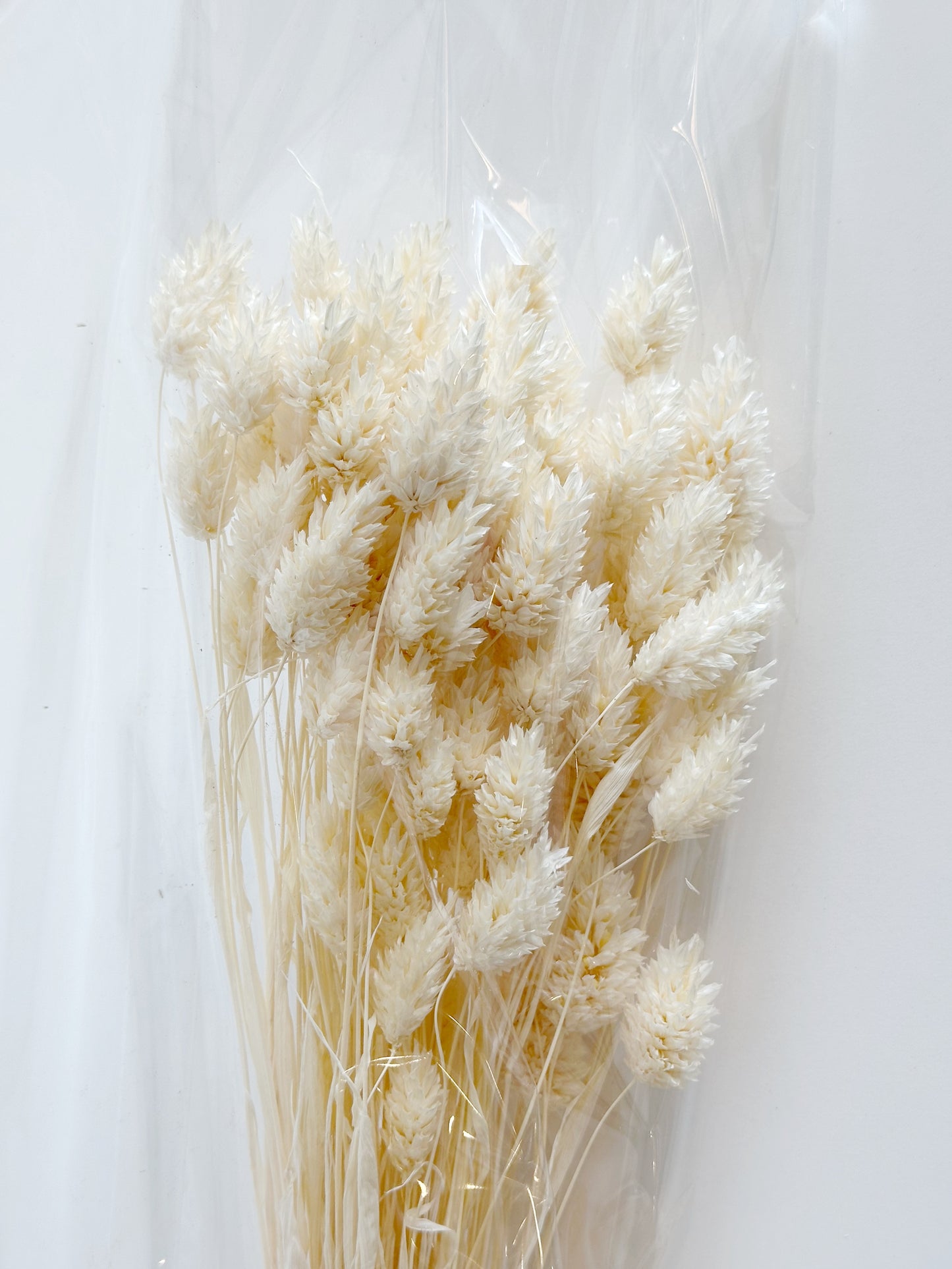 WHITE PHALARIS GRASS