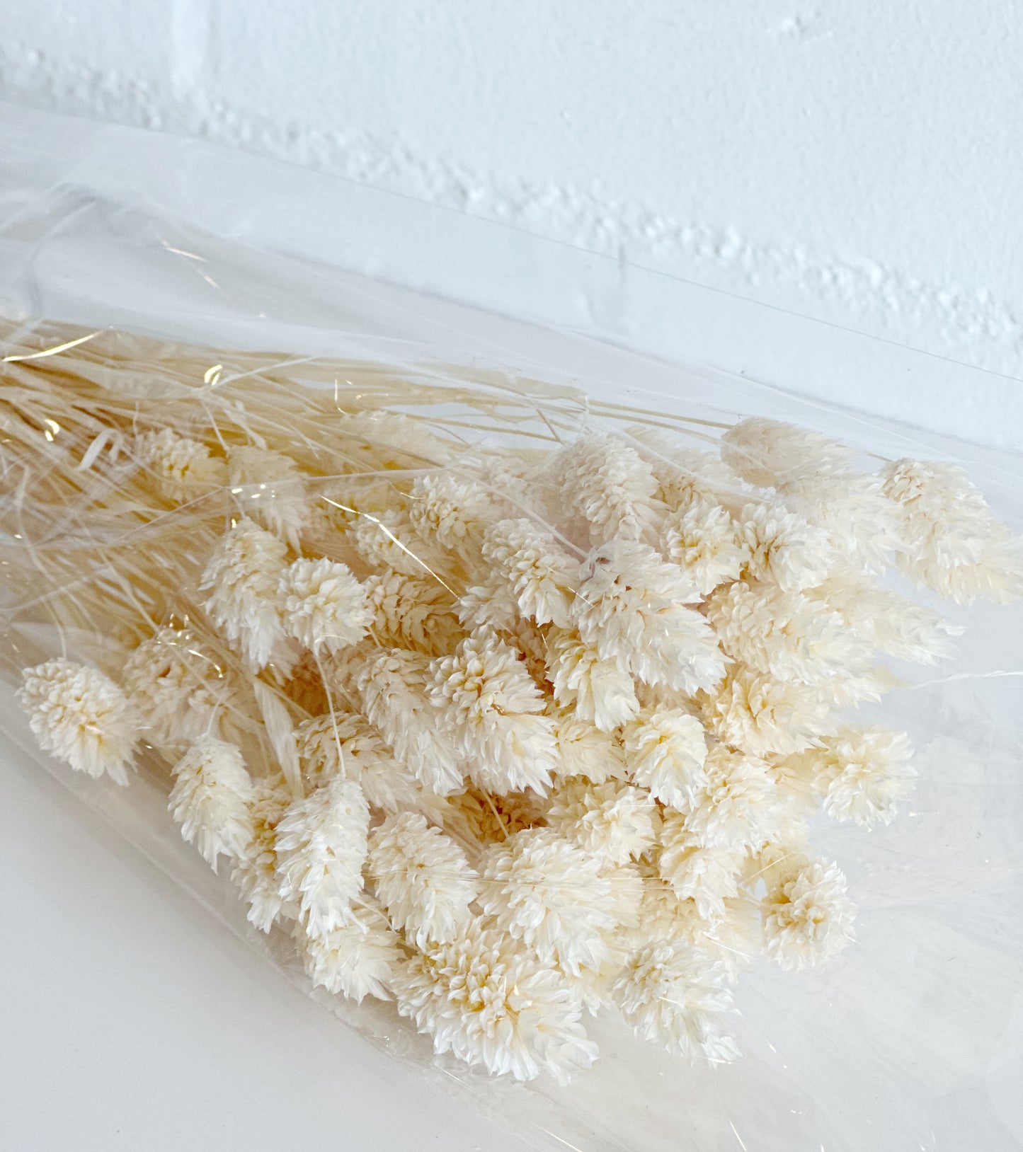 WHITE PHALARIS GRASS
