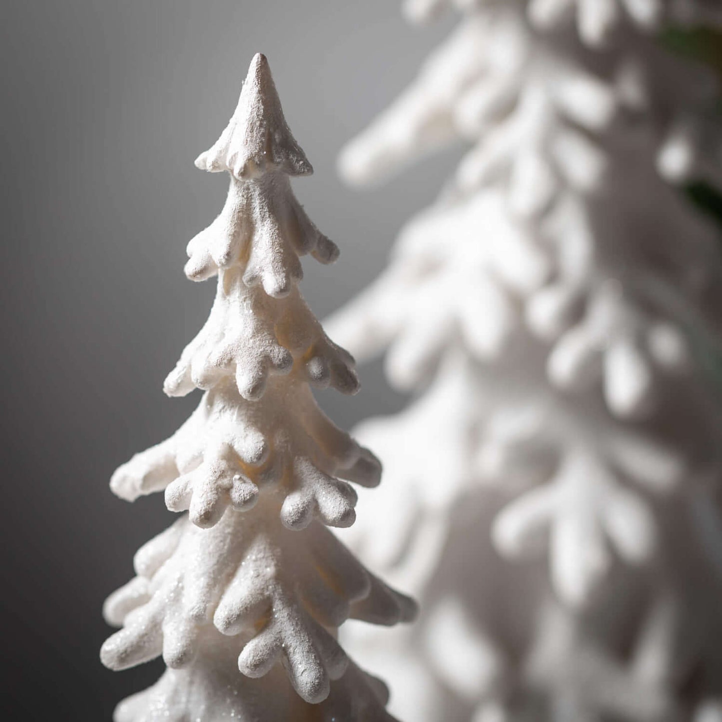 Snow Covered Pine Tree
