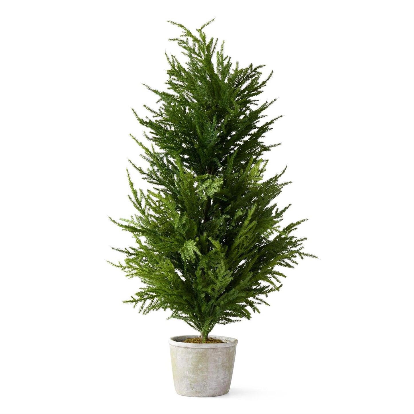 50 INCH REAL TOUCH NORFOLK PINE TREE IN STONEWARE POT