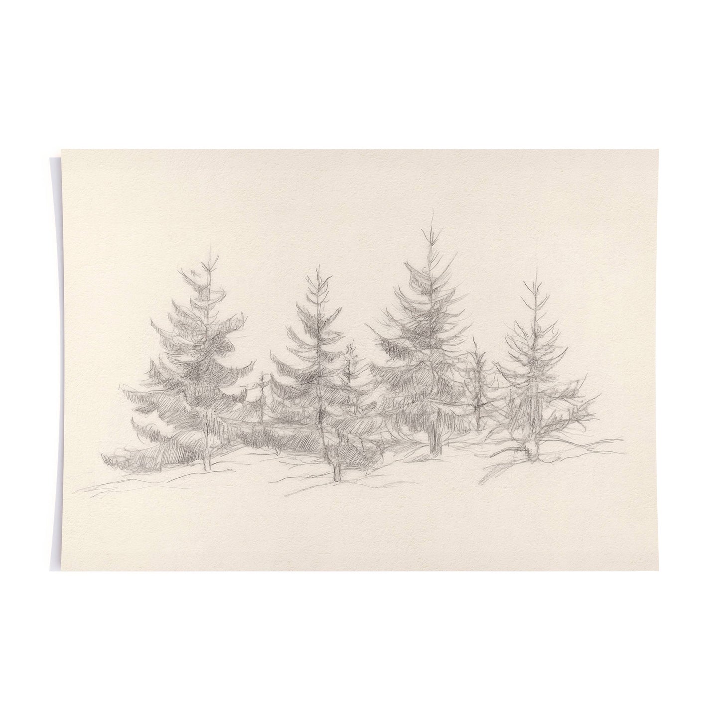 Cedars of Christmas- Print: Print (unframed) / 5x7