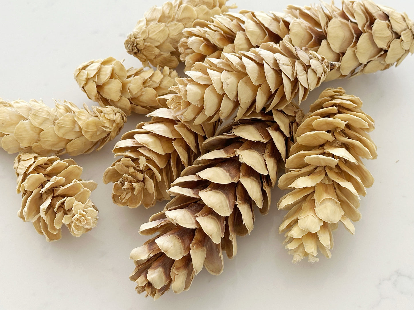 Dried Bleached Strobus Pine Cone Filler