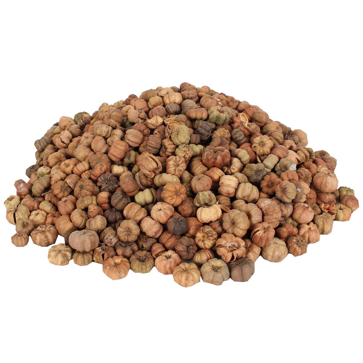 Dried Exotics Putka Pod - Natural 64 oz Bag: Natural