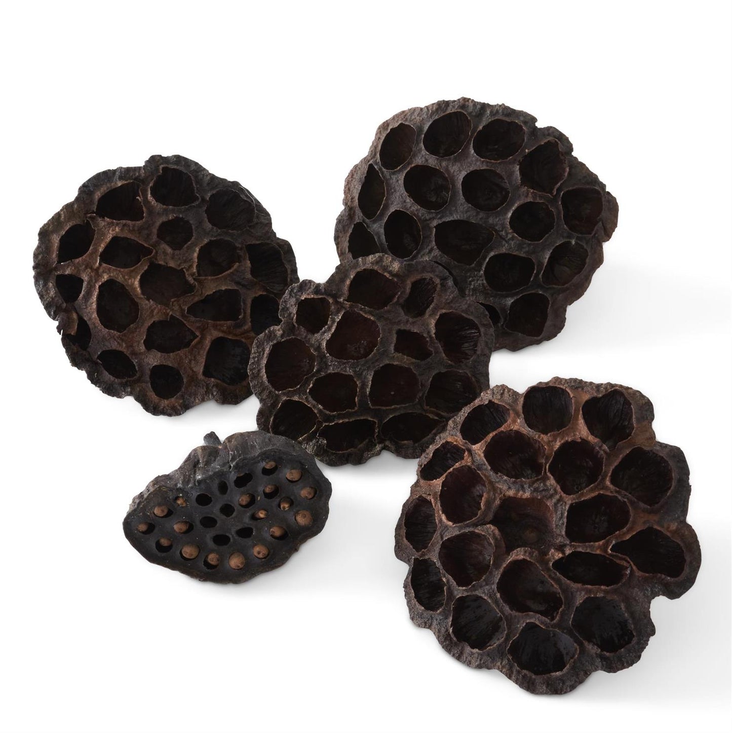 Bag of Dried Lotus (5pc)