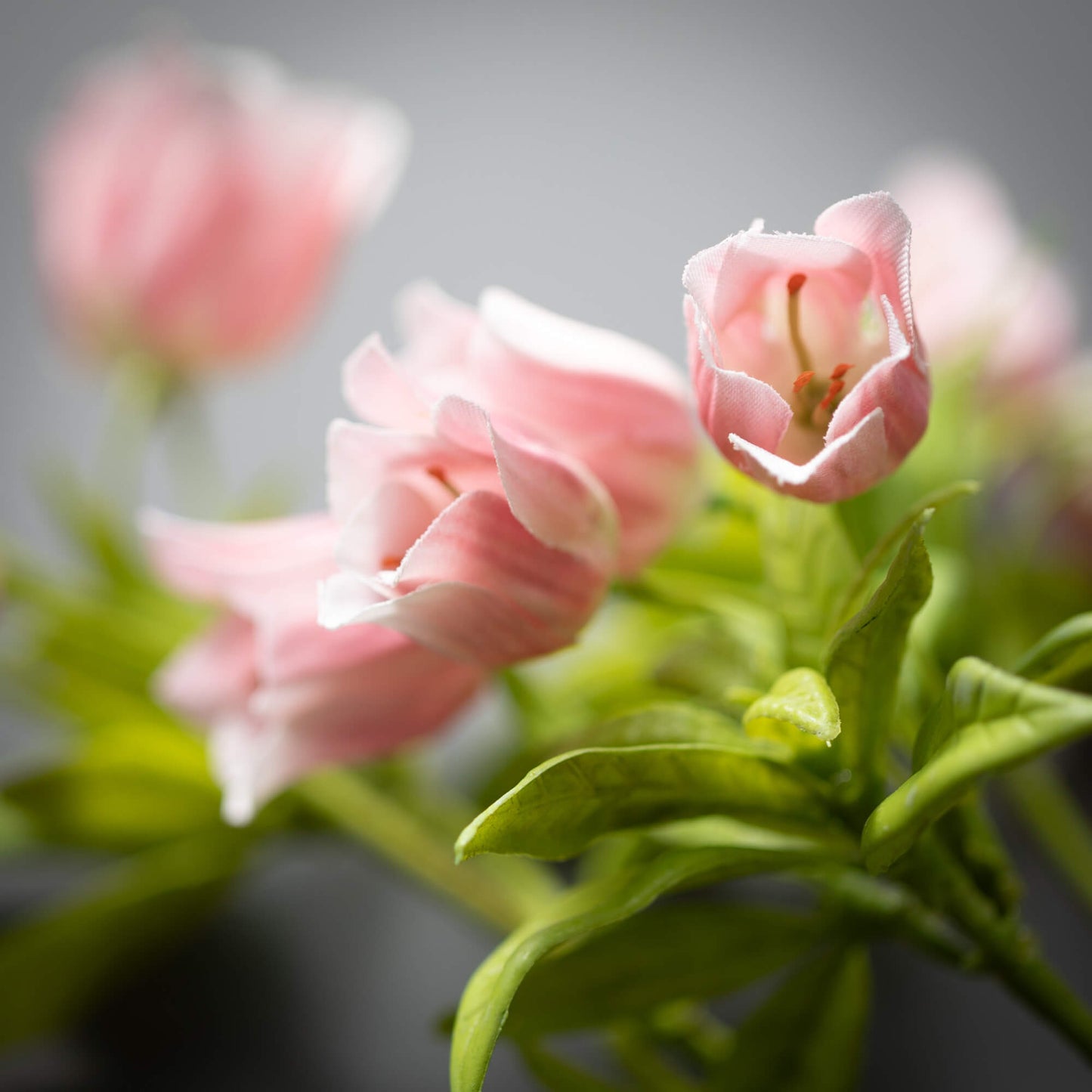 SWEET PINK BELL (ENKIANTHUS) STEM