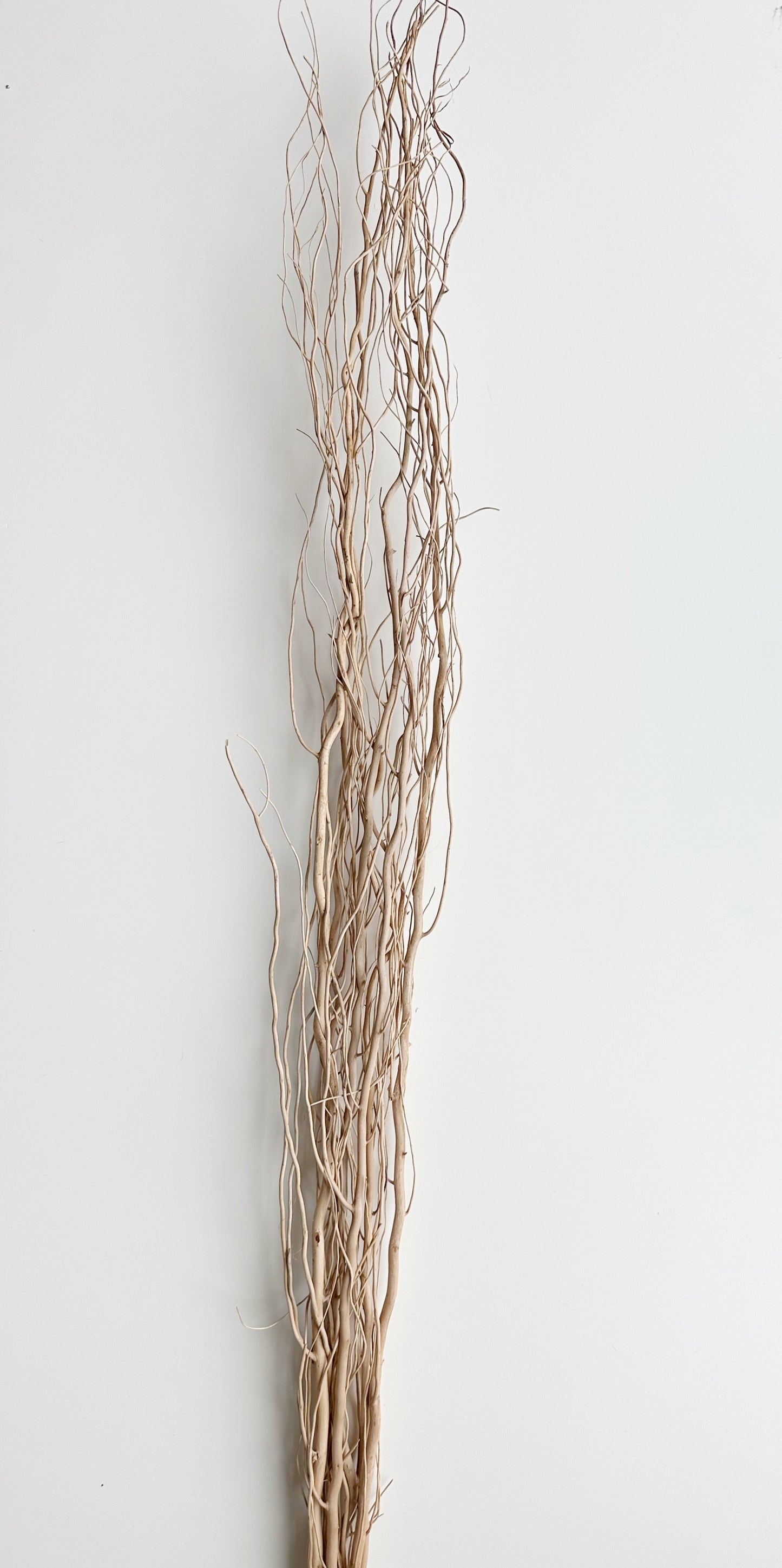 NATURAL SALIX BRANCH