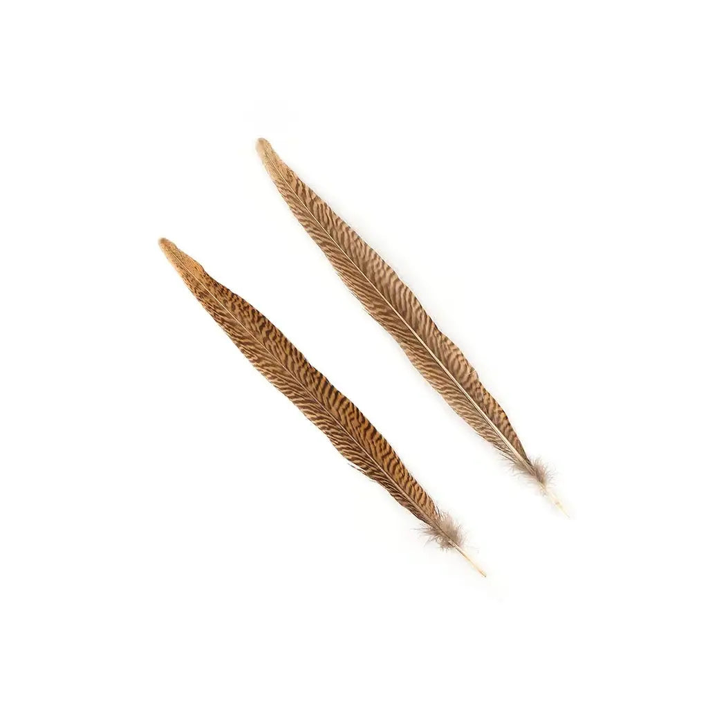 Golden Pheasant Tails 14-16" - Natural