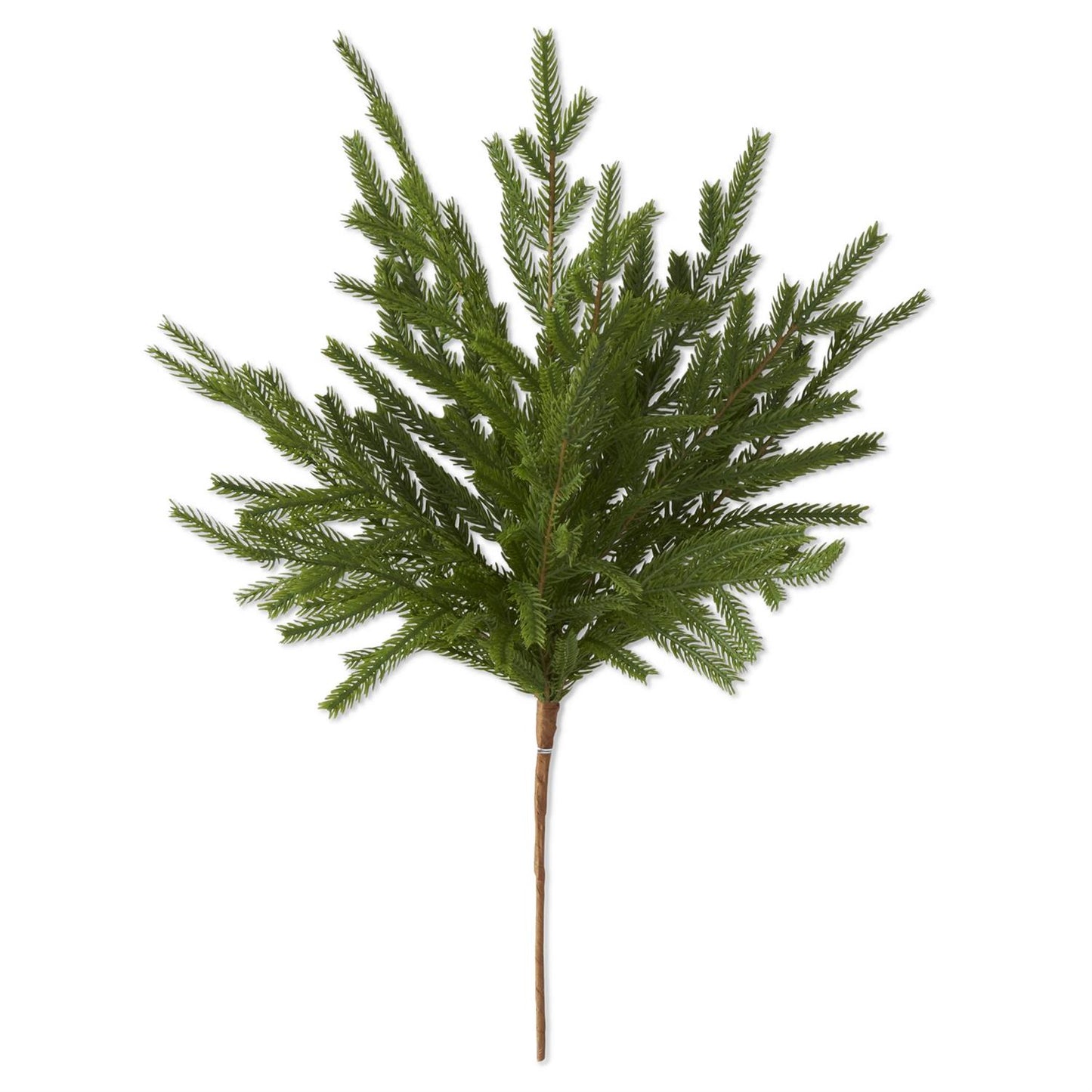 NORFOLK PINE STEM