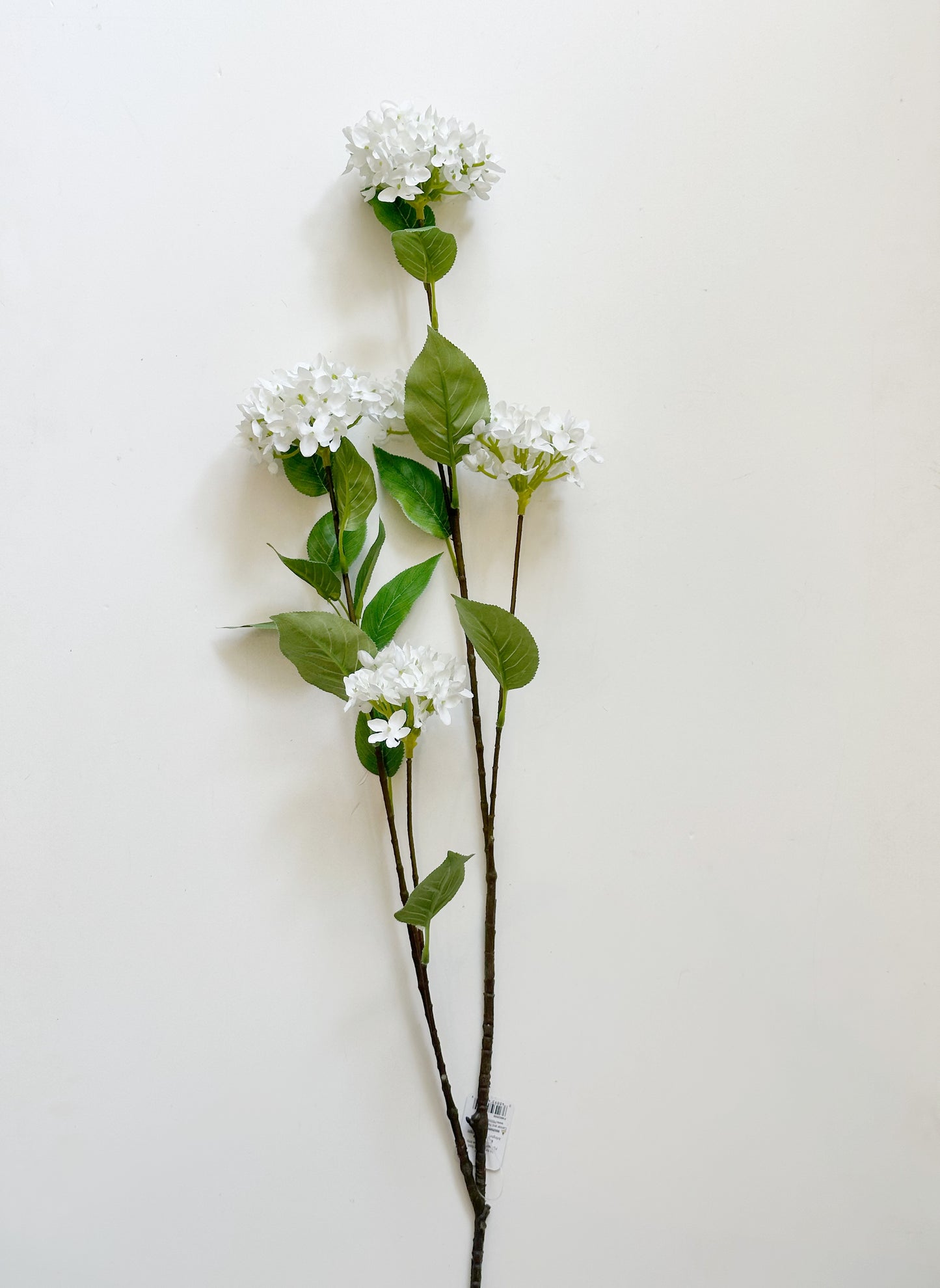 White Snowball Hydrangea Branch