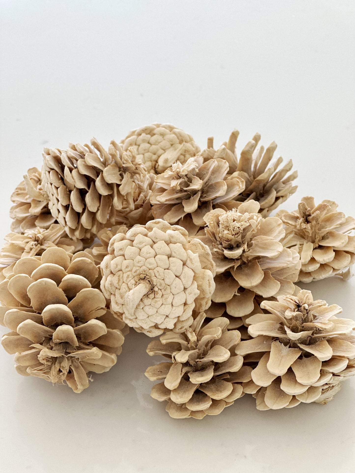 Dried Bleached Pinecones - Filler