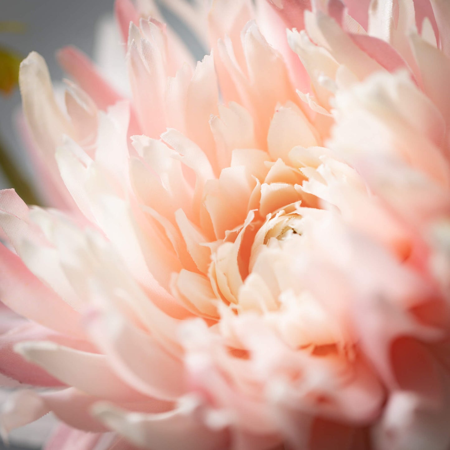 PALE PINK DAHLIA SPRAY STEM