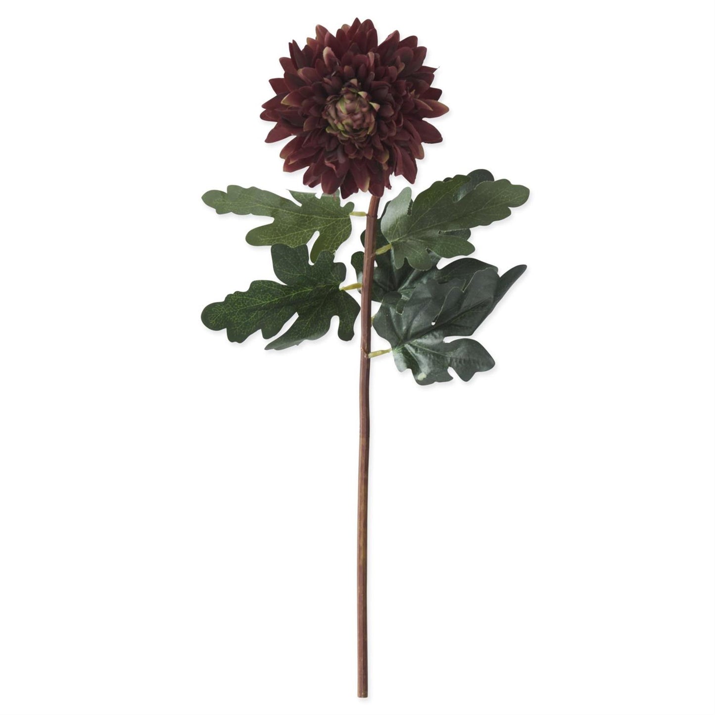 DARK BURGUNDY DAHLIA STEM