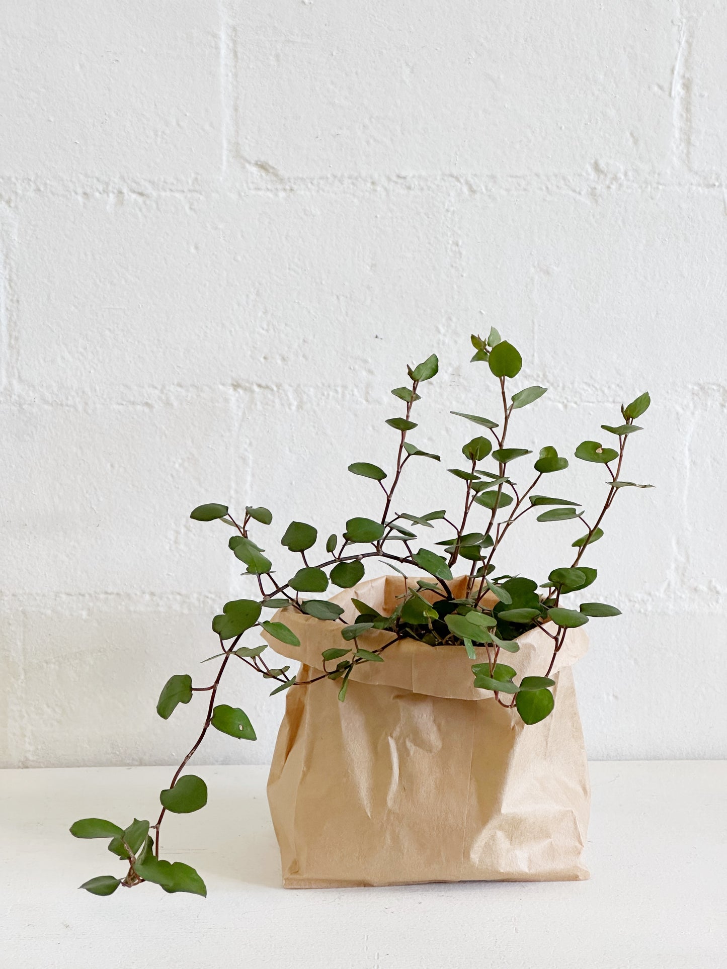 Angel Vine Live Plant
