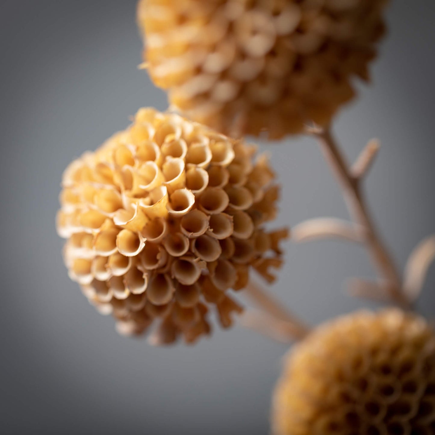 MARIGOLD SPRAY