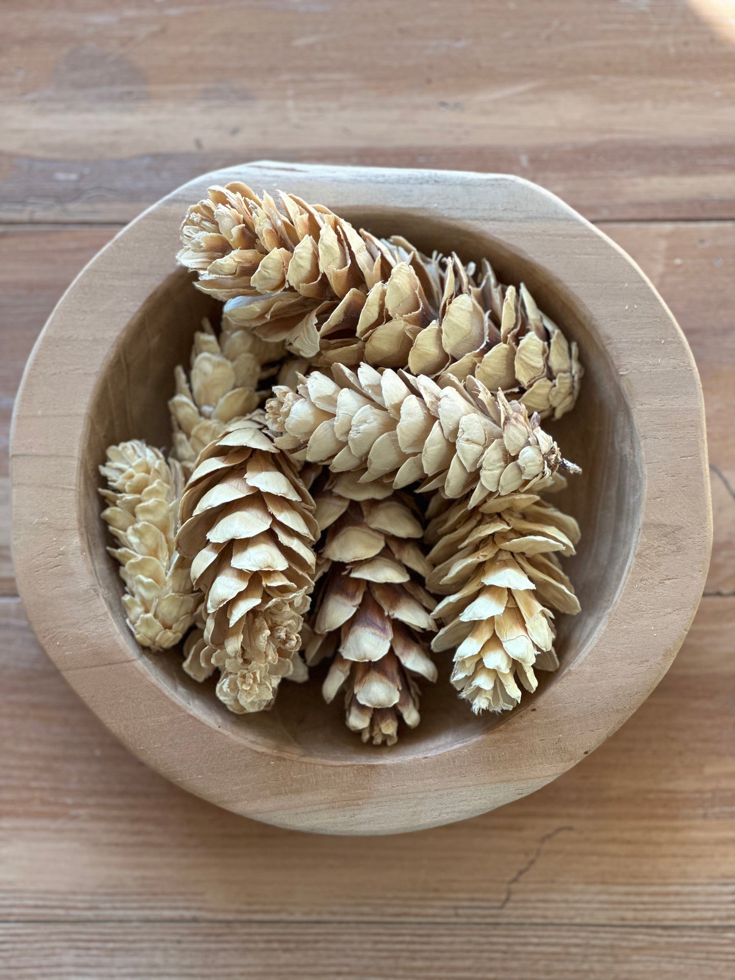 Dried Bleached Strobus Pine Cone Filler