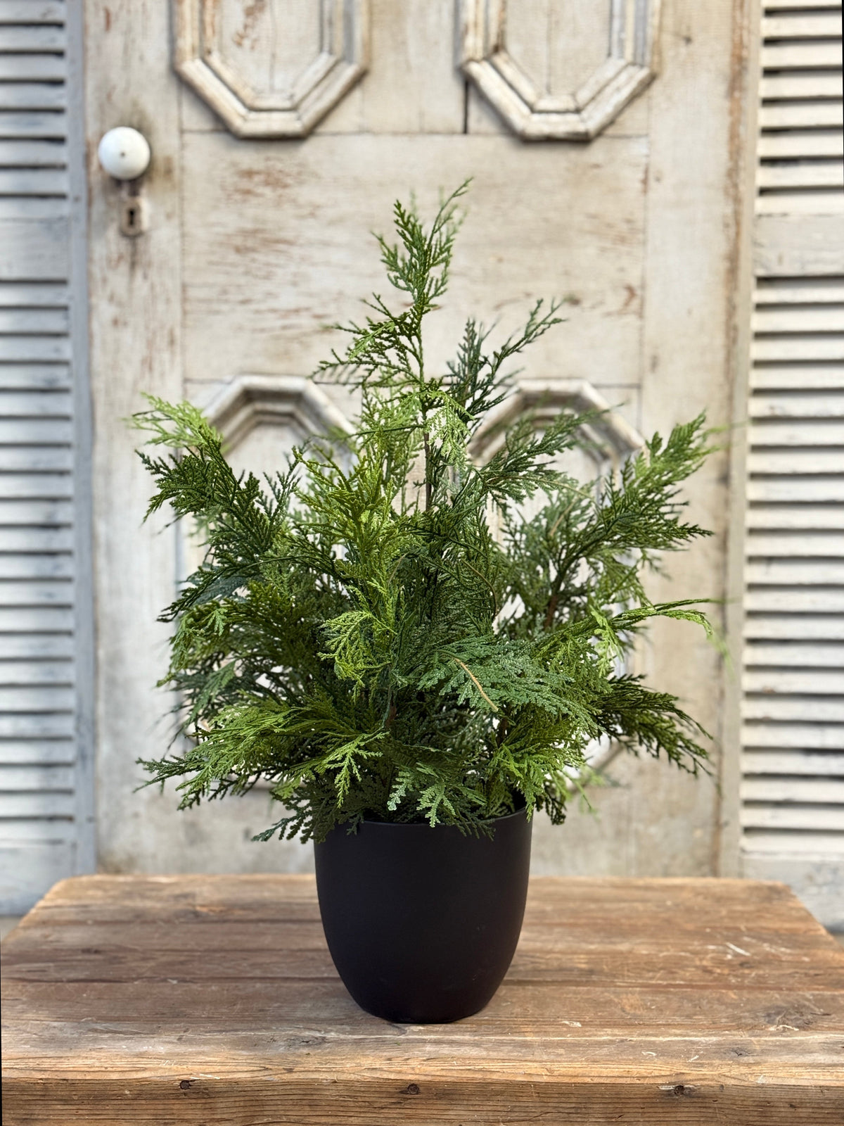 Churchill Cypress Tree 25”