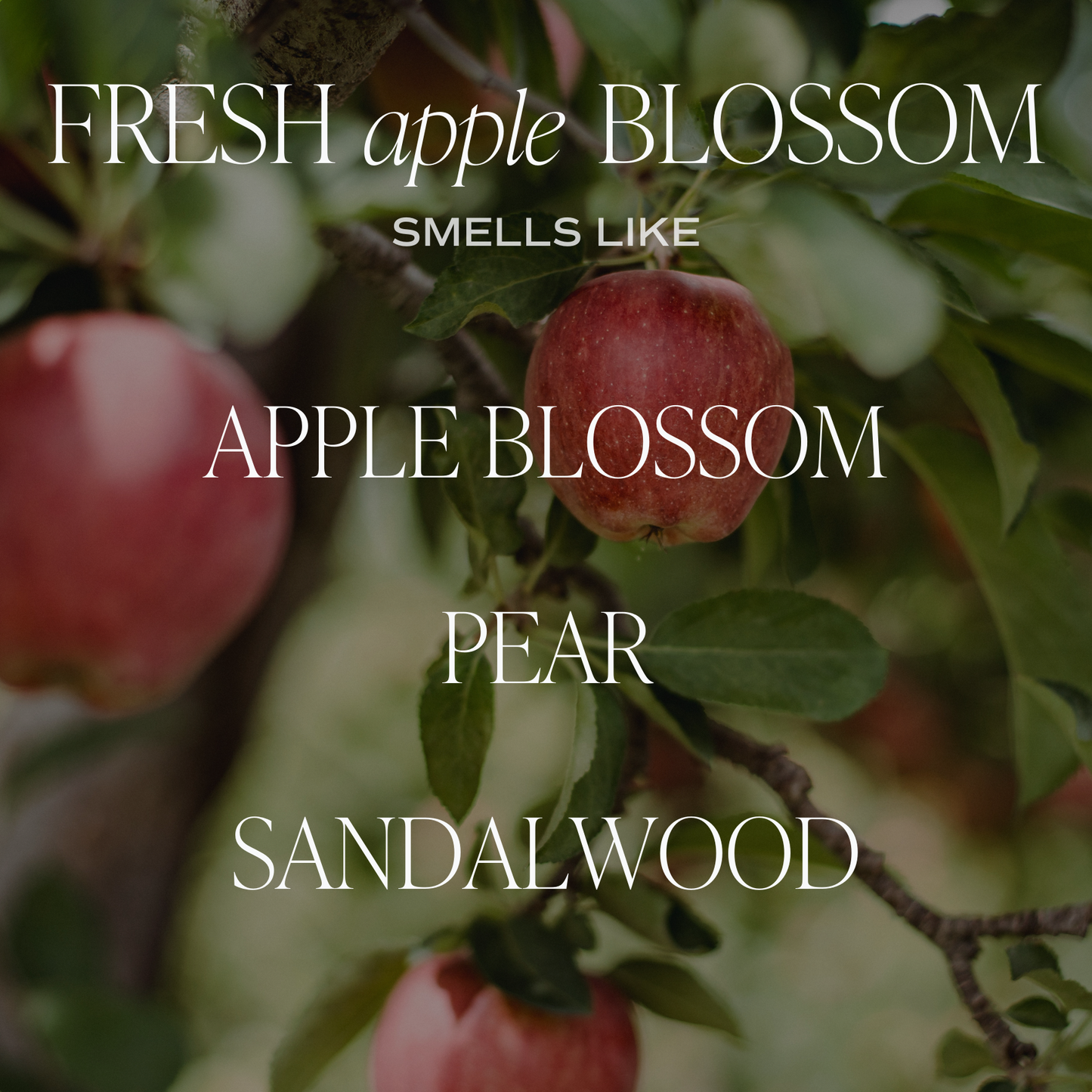 Fresh Apple Blossom Amber Reed Diffuser