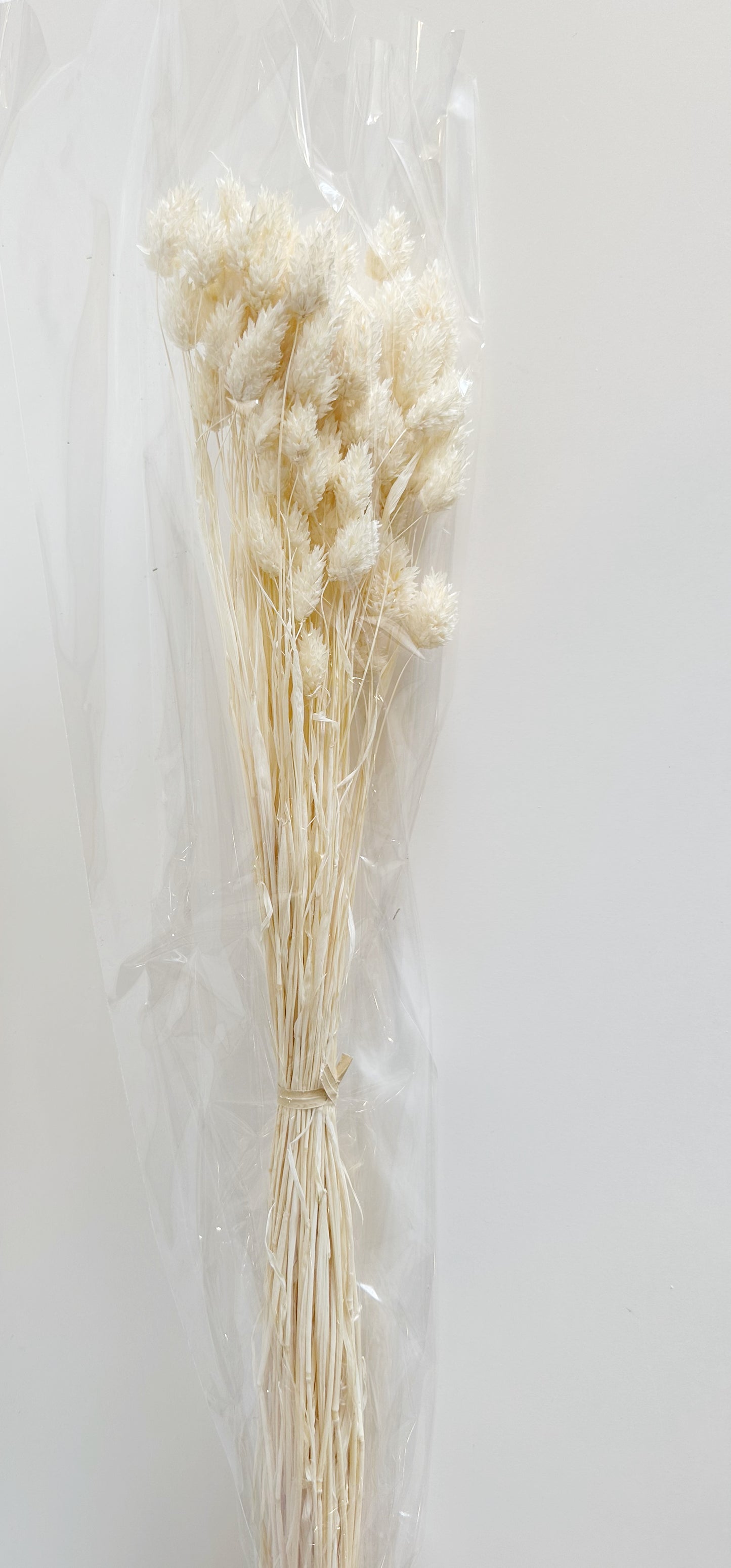WHITE PHALARIS GRASS
