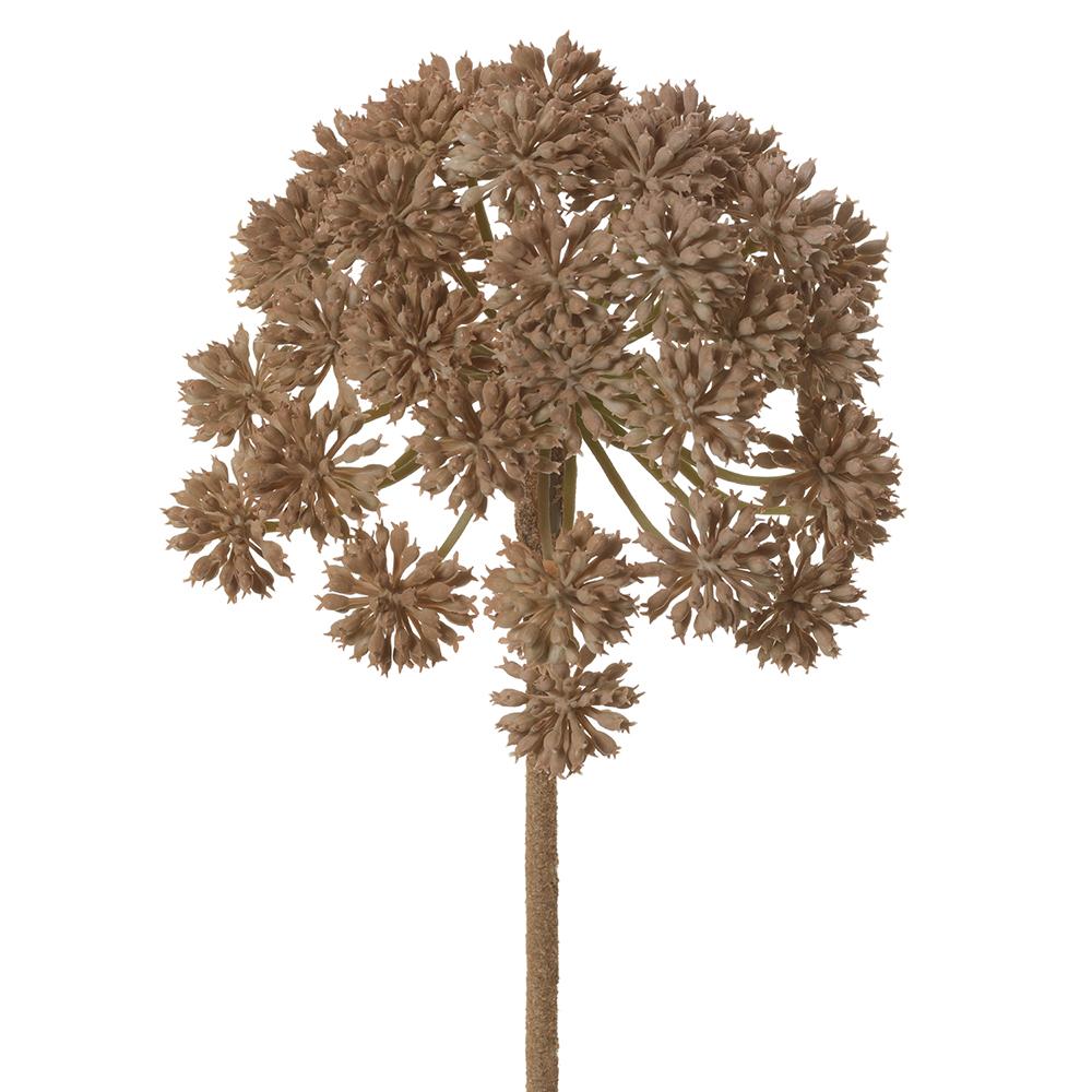 Garden Angelica Stem