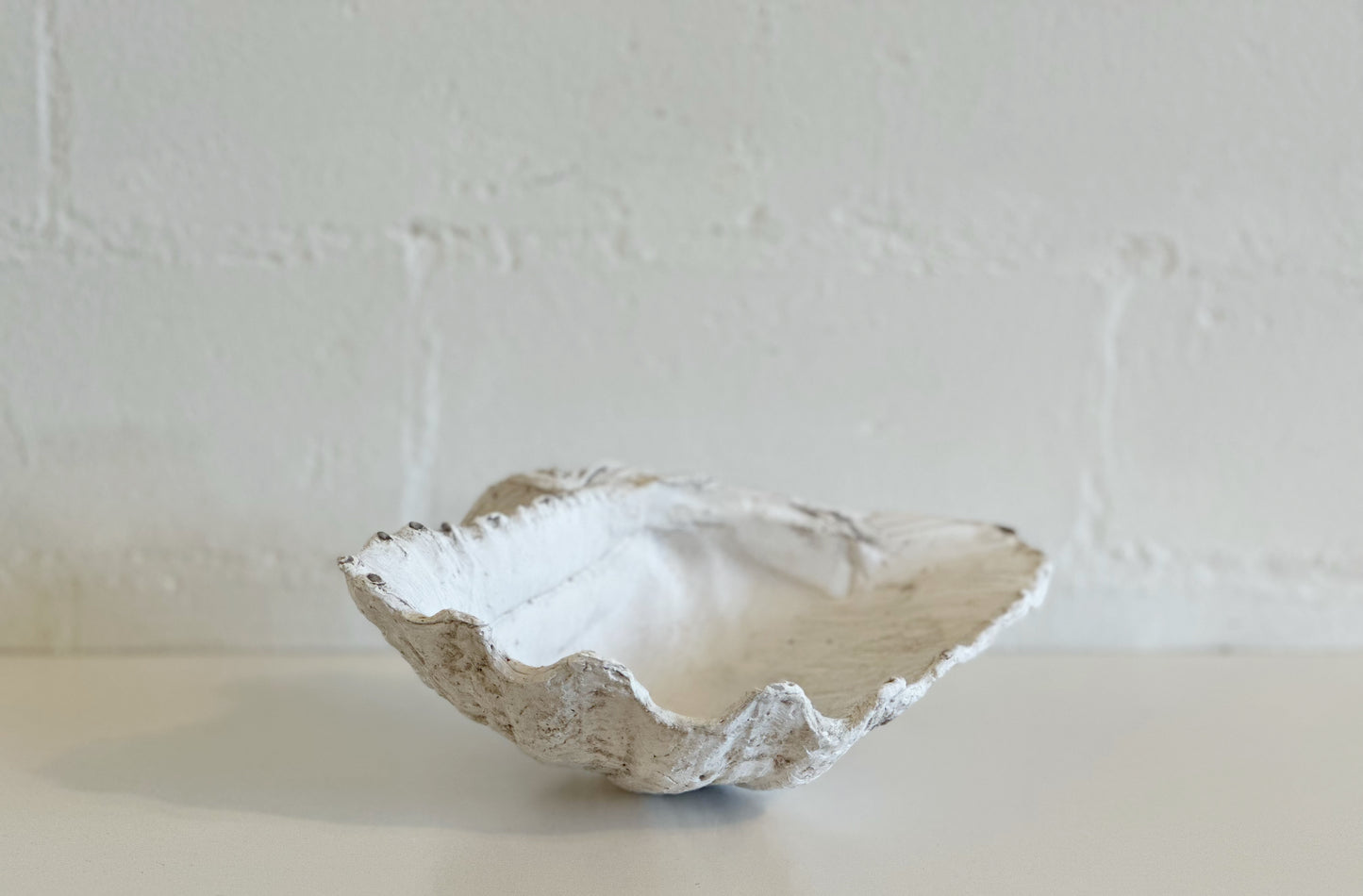 WHITE WEATHERED CLAM SHELL