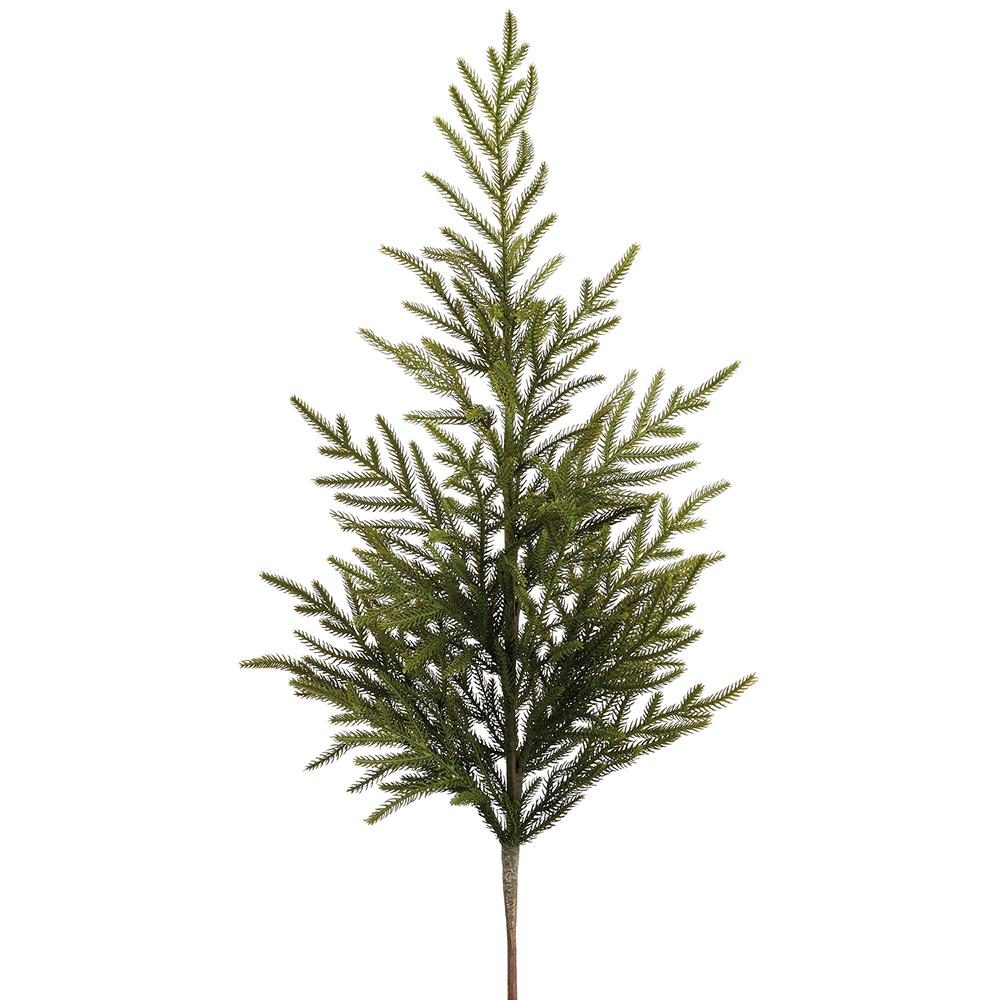 Cypress Tree Branch