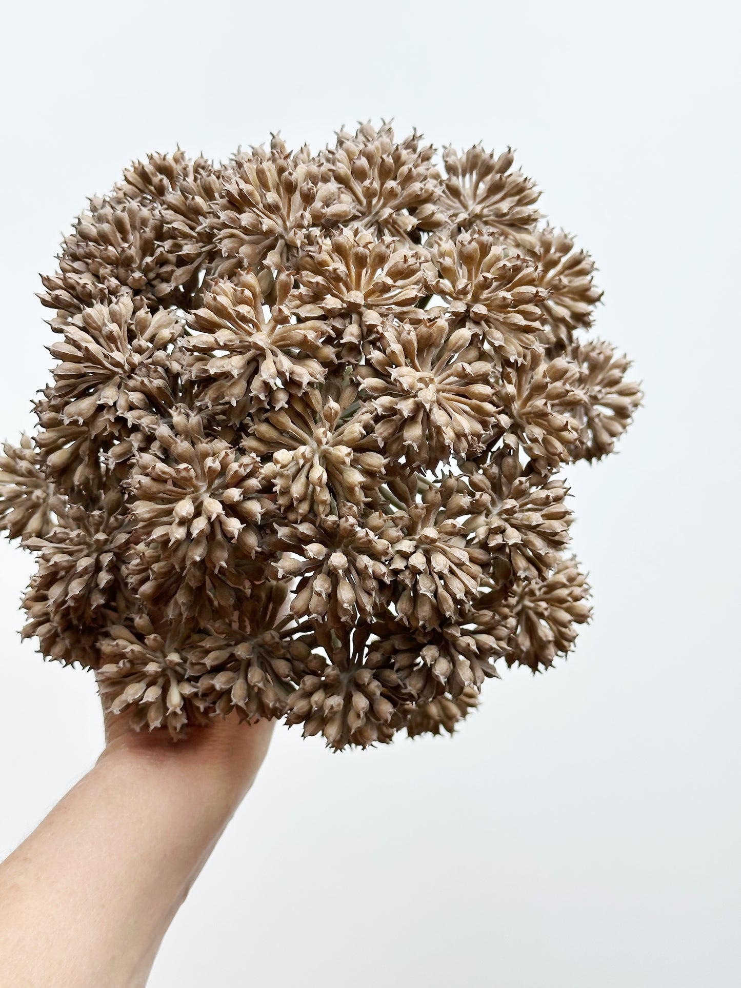 Garden Angelica Stem