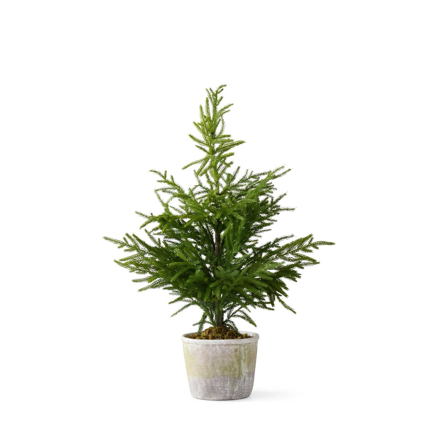 35.5 Inch Real Touch Norfolk Pine Tree In Stoneware Pot