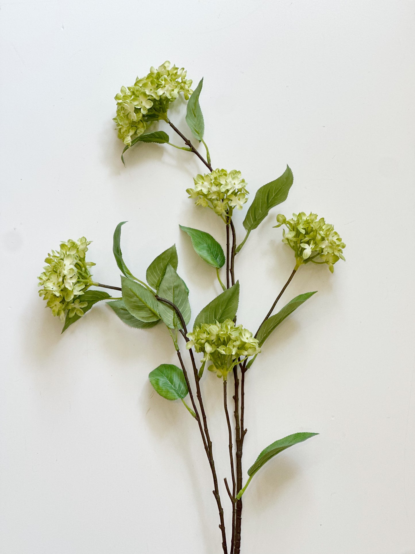 Green Snowball Hydrangea Branch