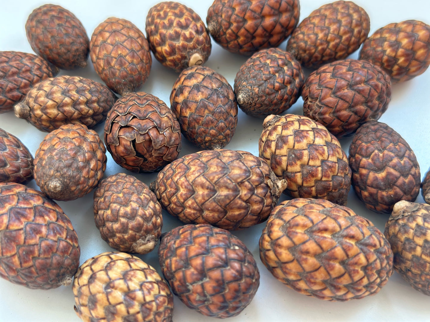 Dried Cone Filler