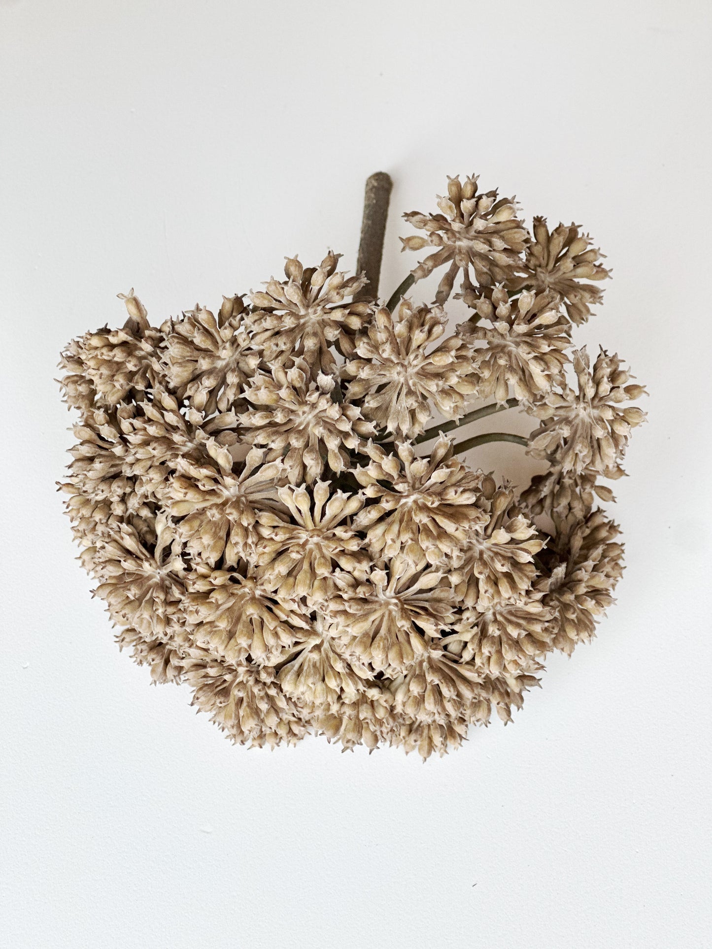 Garden Angelica Stem