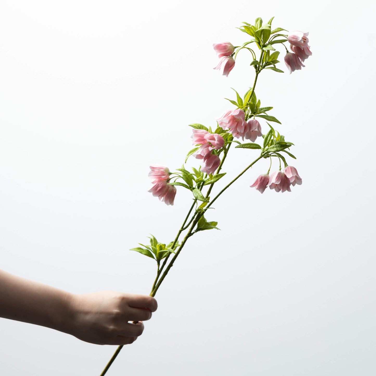 SWEET PINK BELL (ENKIANTHUS) STEM