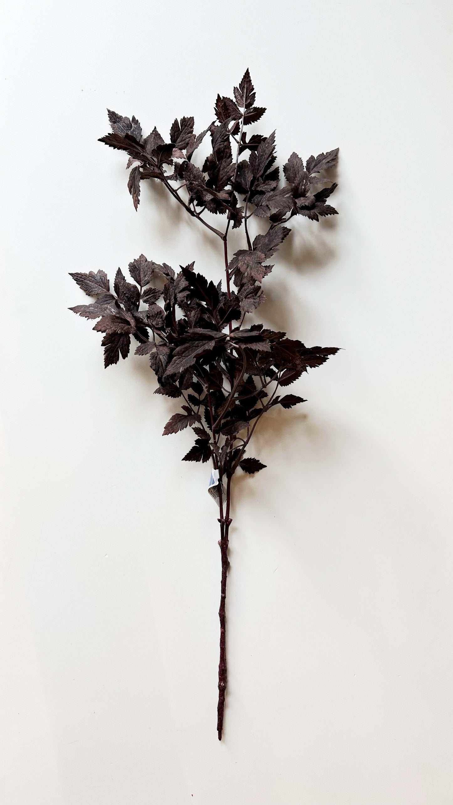 Leaf Spray Plum