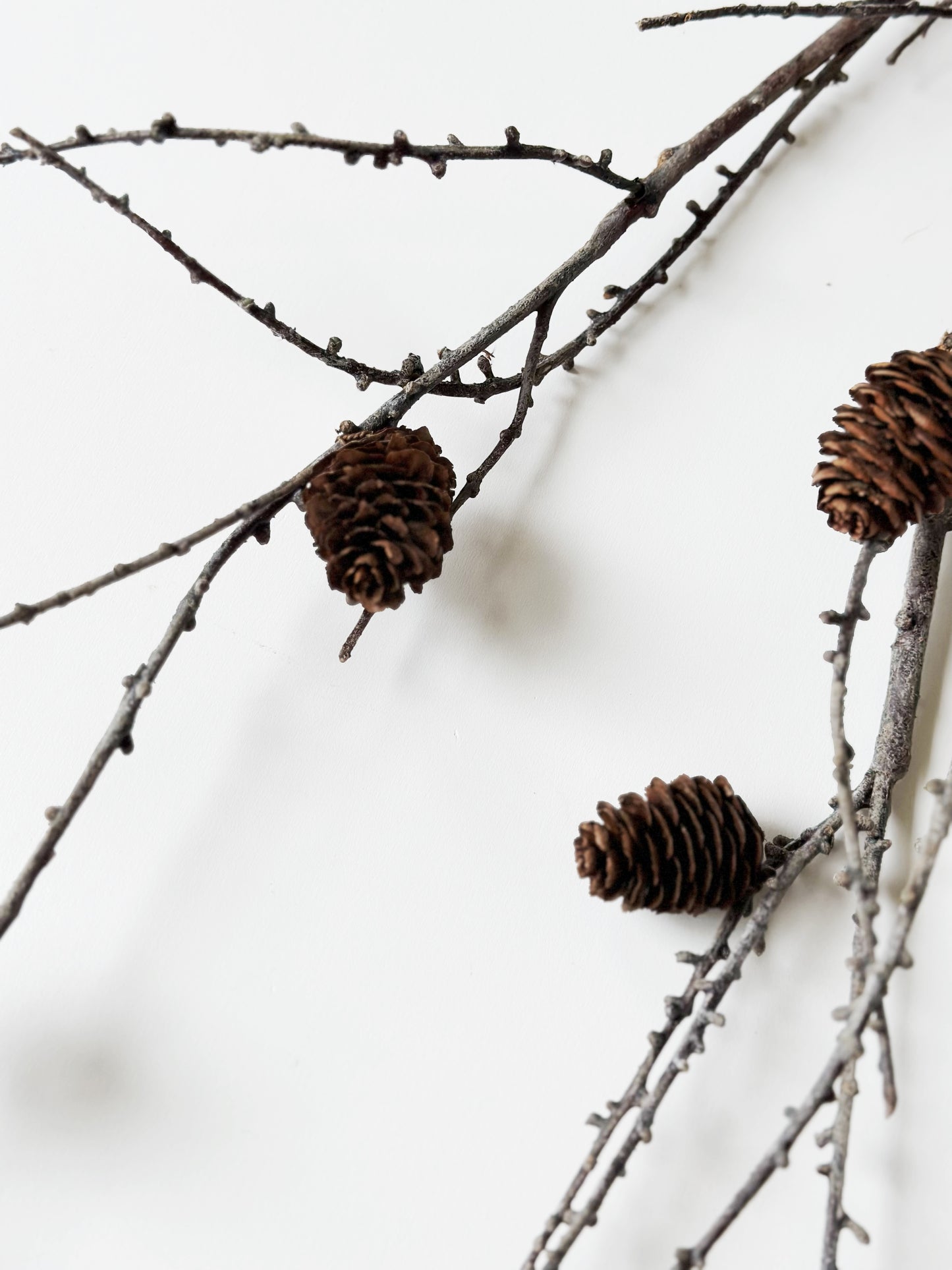 Large Realistic Branch with Pinecones