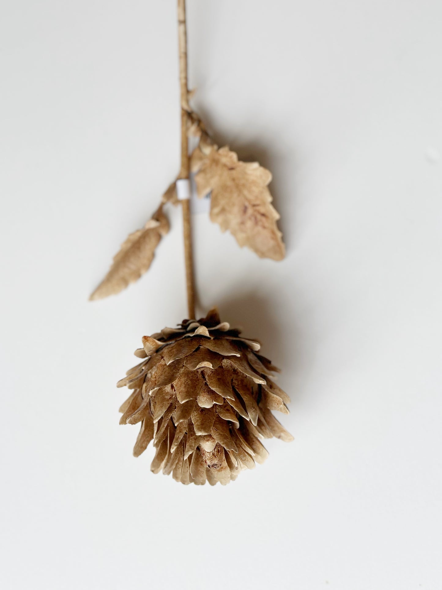 Brown Artichoke Stem