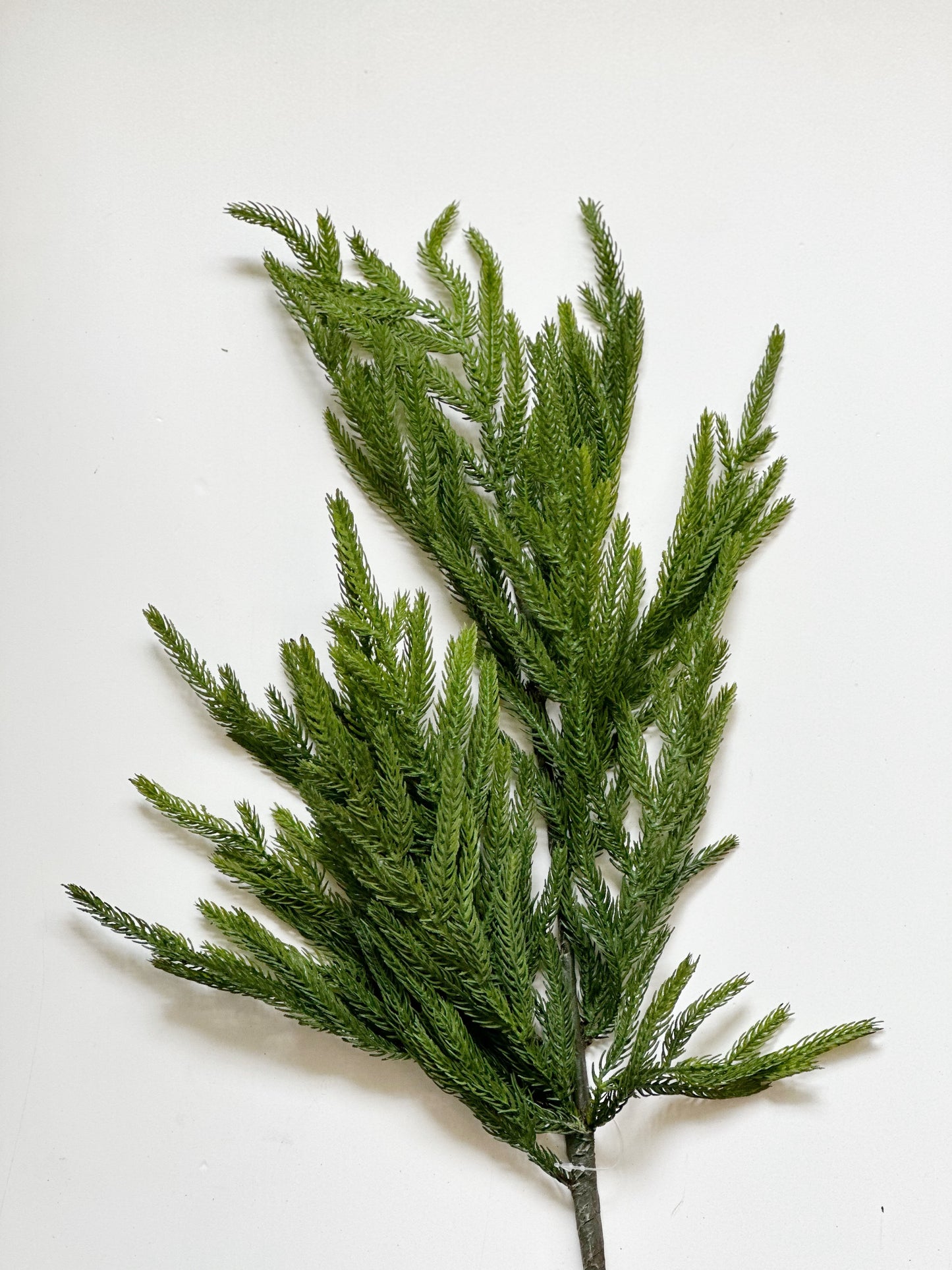 NORFOLK PINE SPRAY