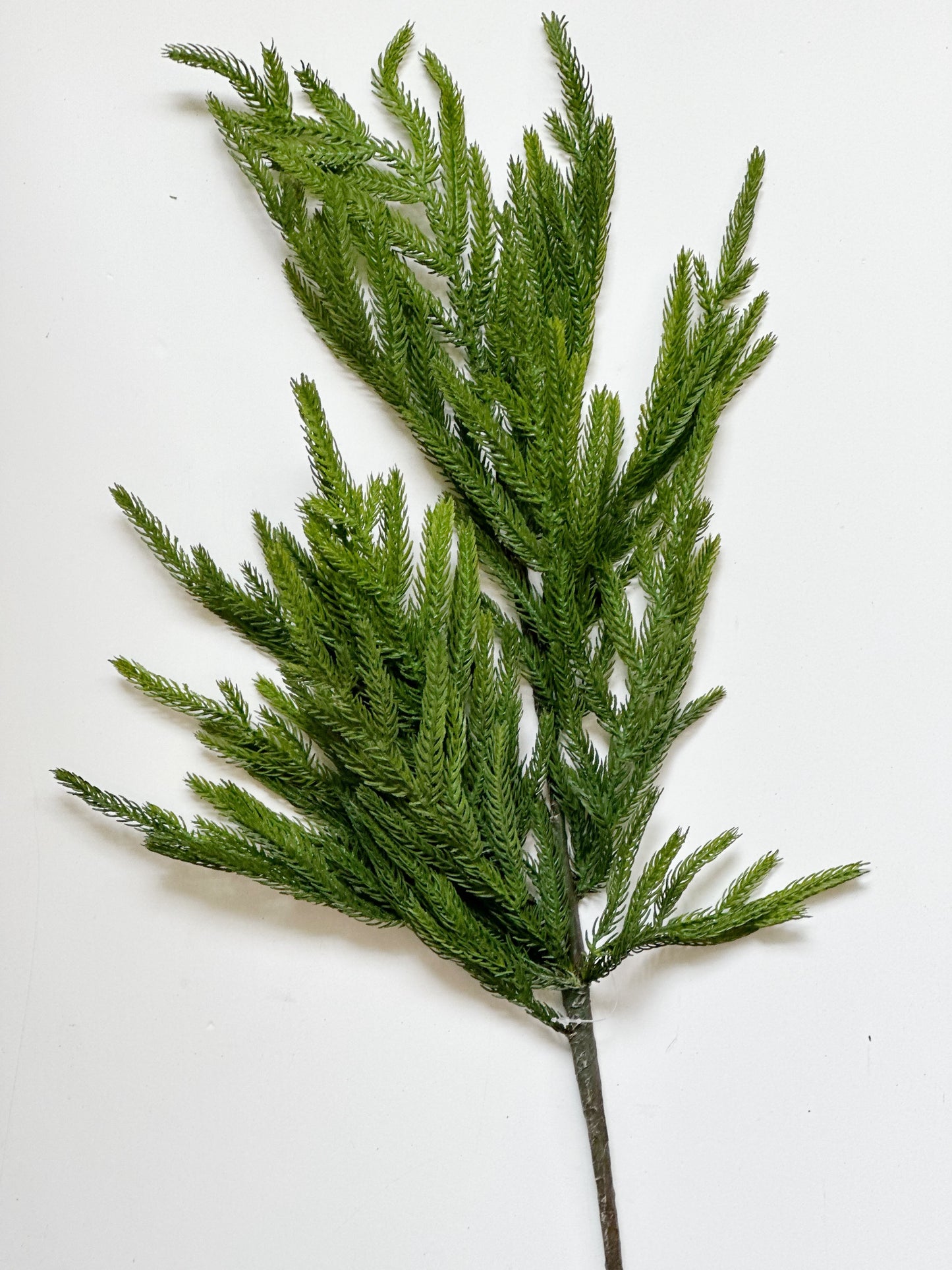 NORFOLK PINE SPRAY