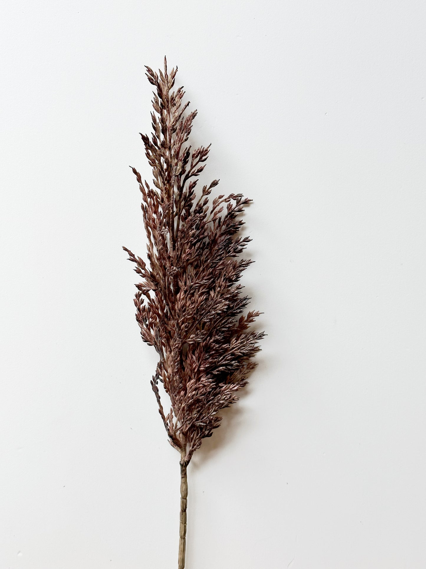 Pampas Grass Spray