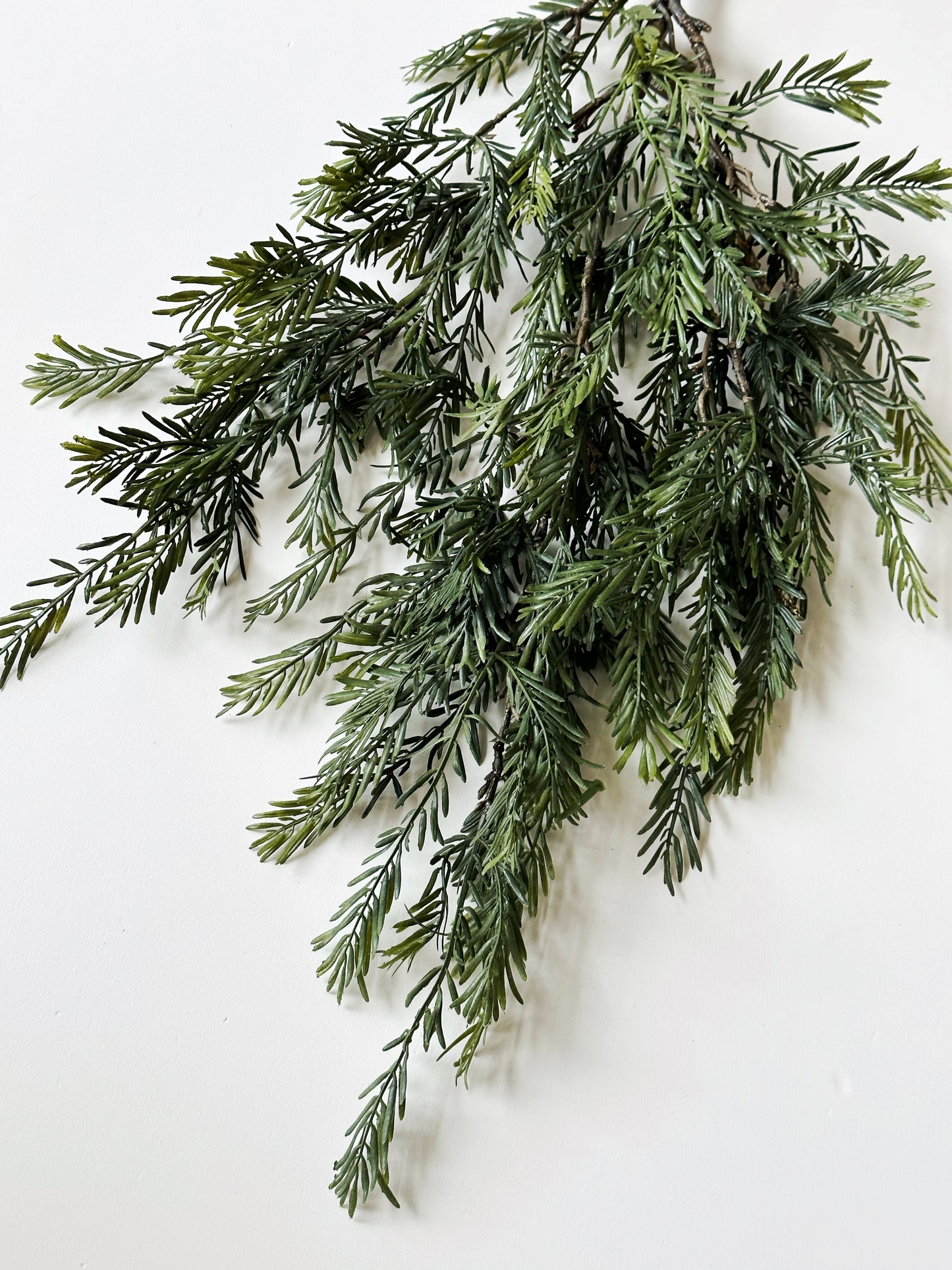 Douglas Fir Stem