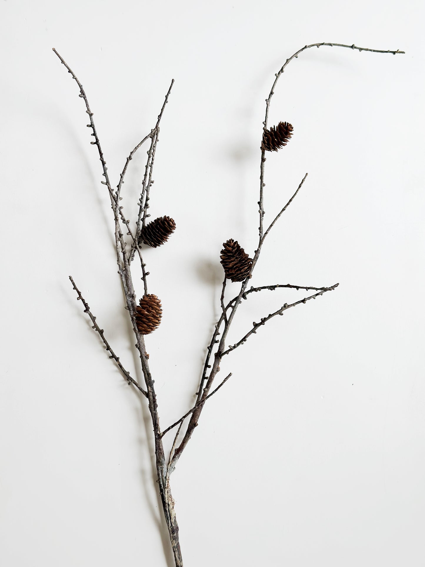 Large Realistic Branch with Pinecones