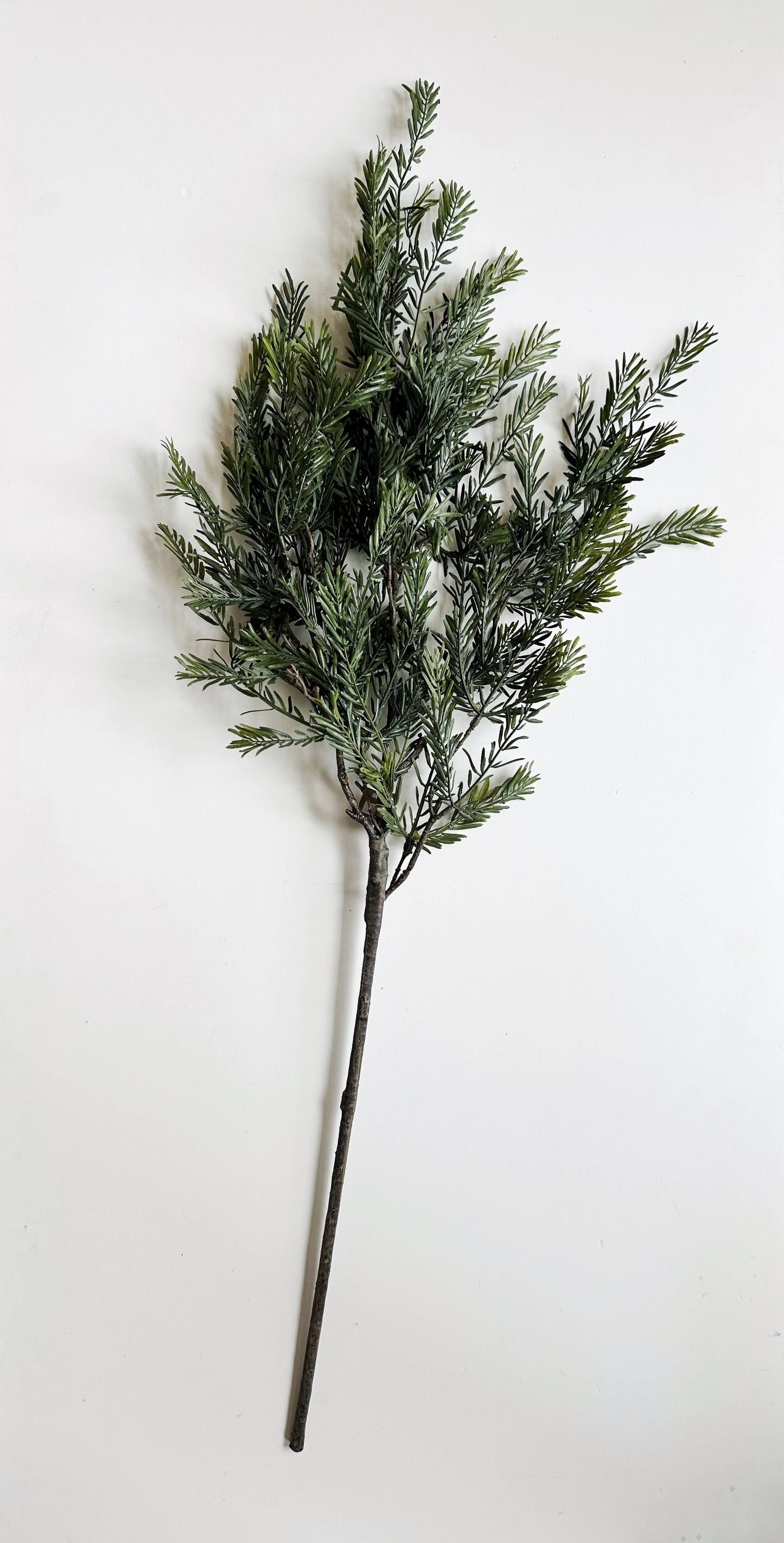 Douglas Fir Stem