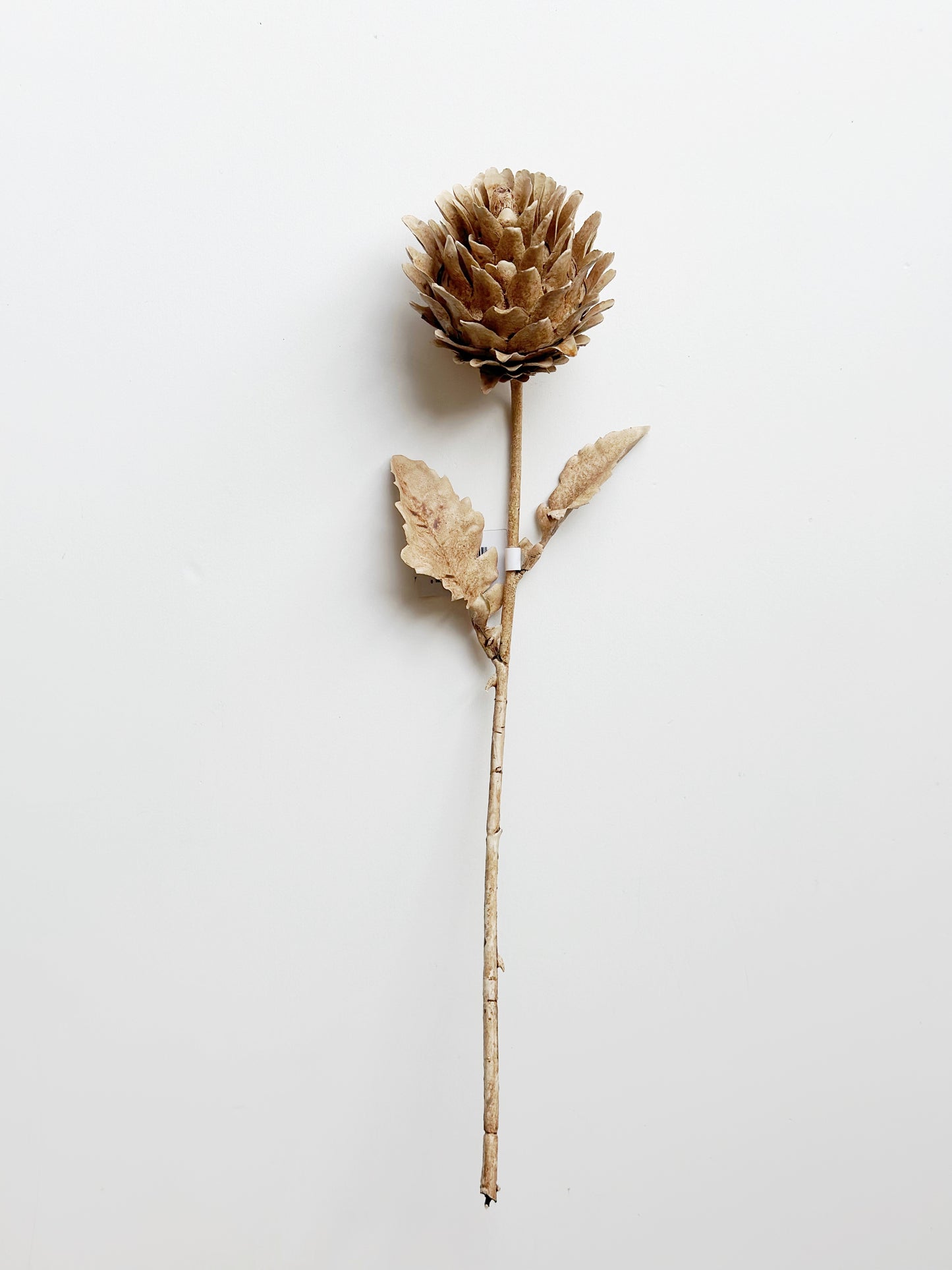 Brown Artichoke Stem