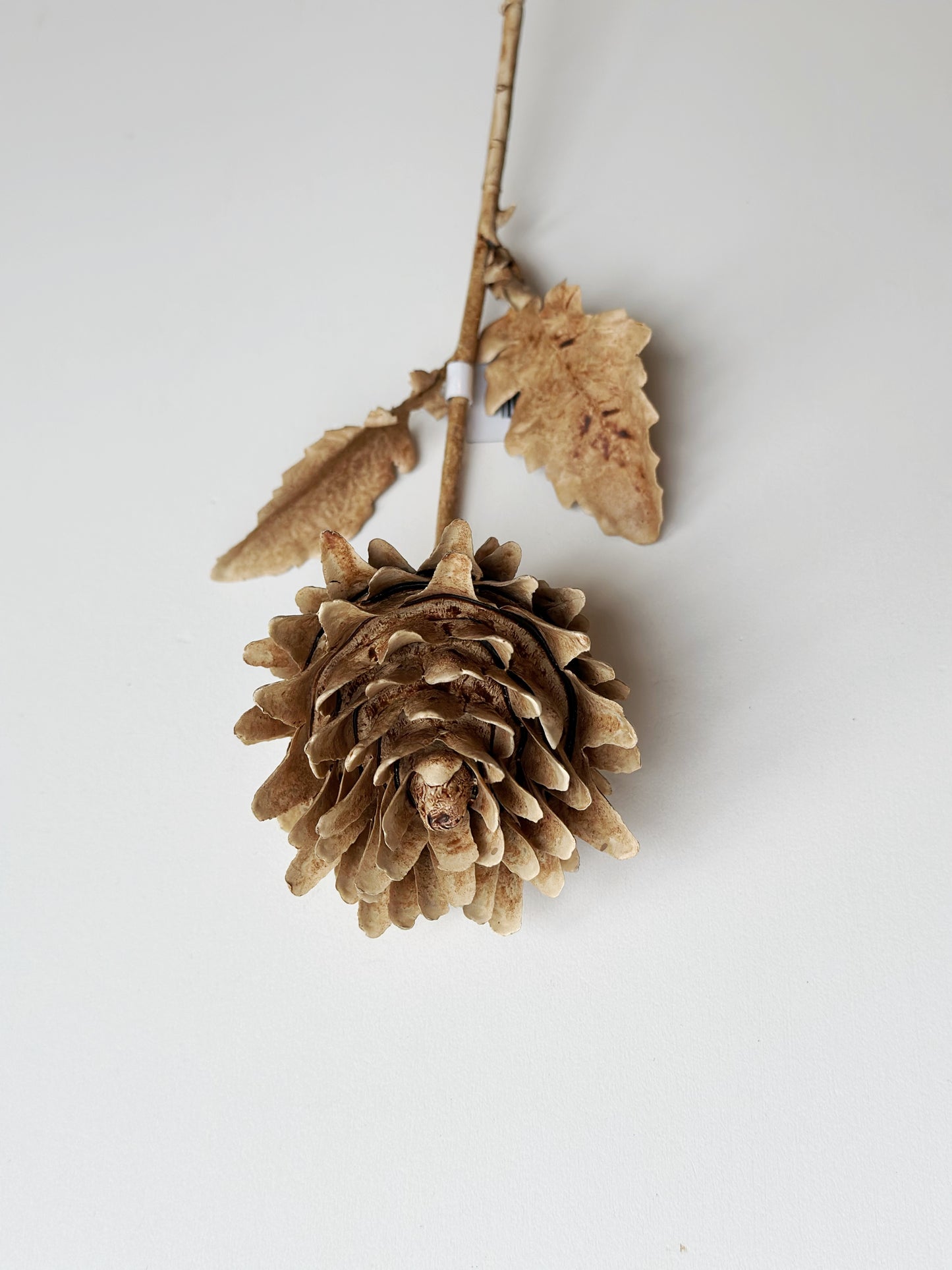Brown Artichoke Stem