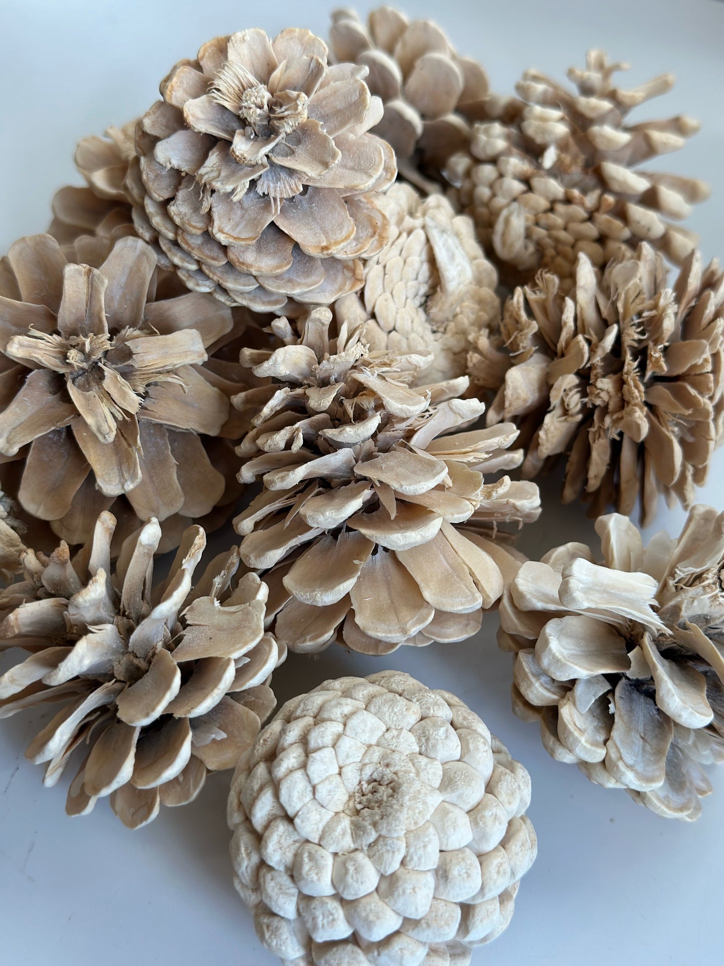 Dried Bleached Pinecones - Filler