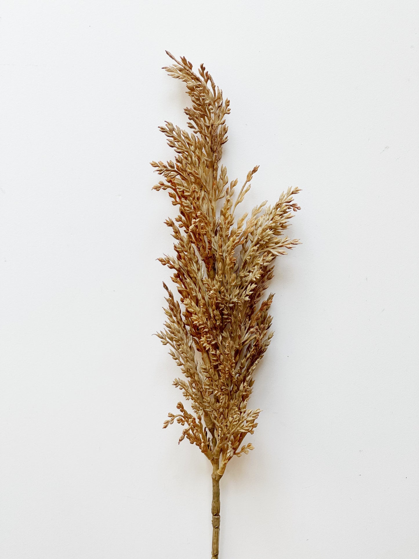 Pampas Grass Spray