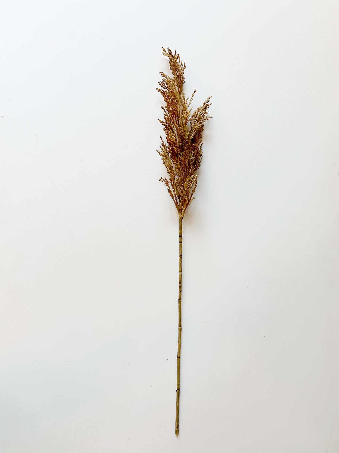 Pampas Grass Spray