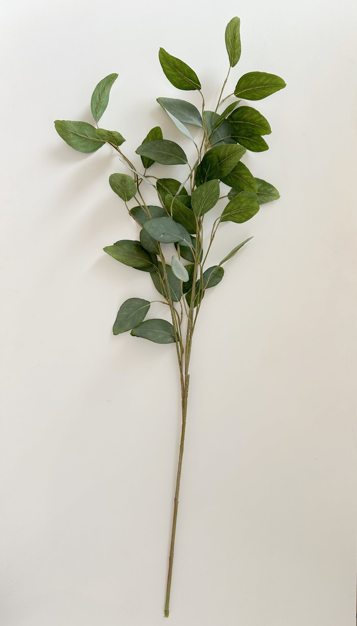 EUCALYPTUS LEAF SPRAY