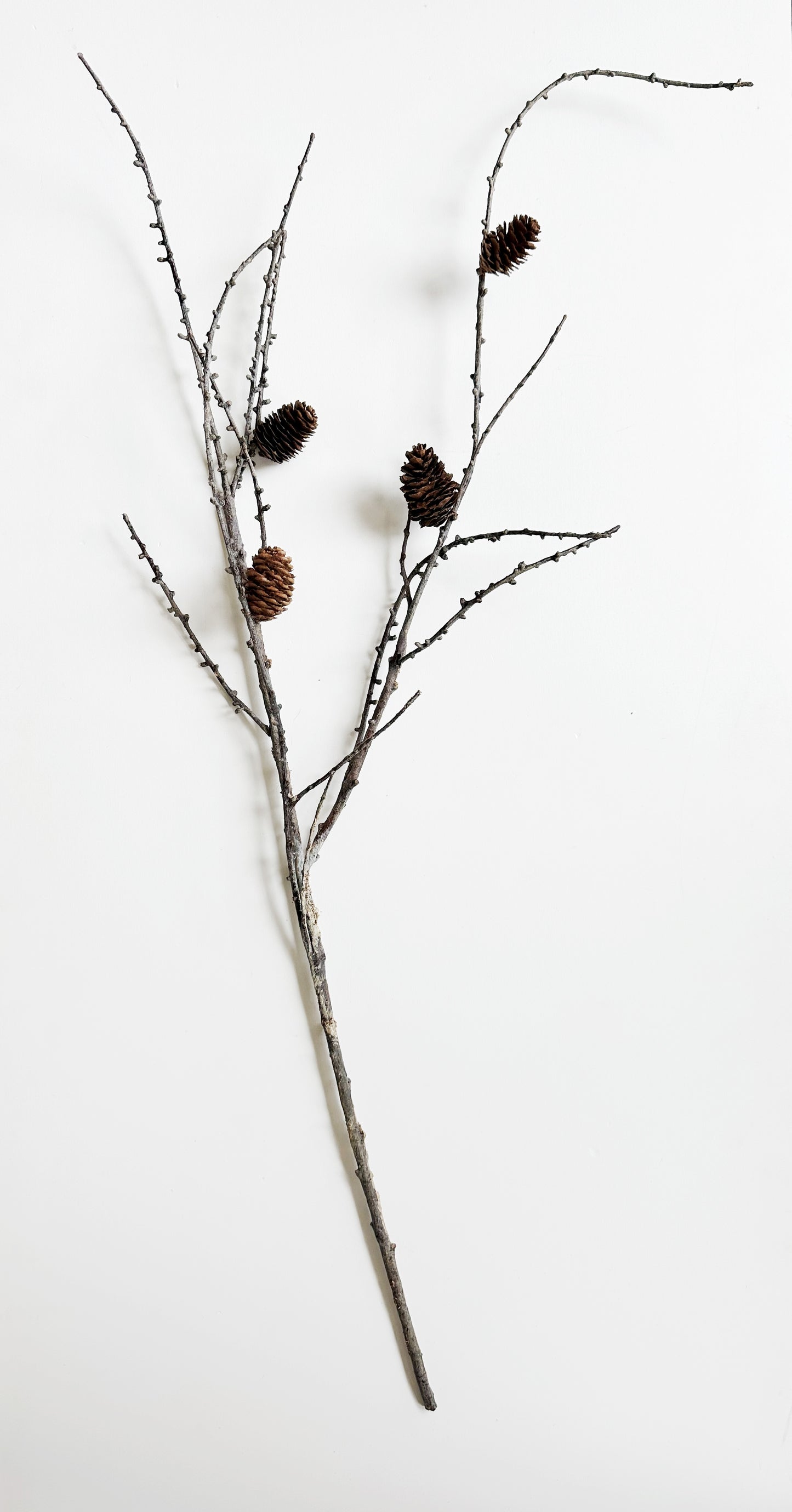 Large Realistic Branch with Pinecones
