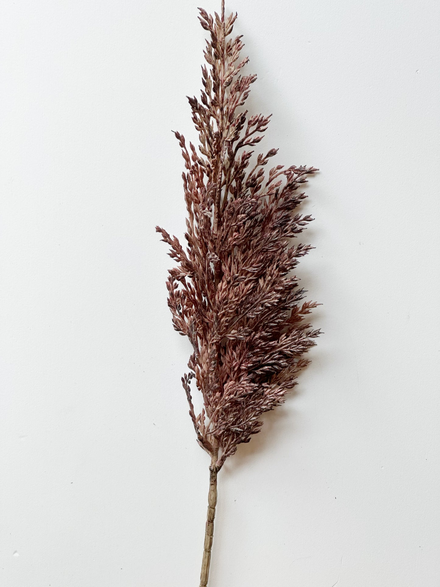 Pampas Grass Spray