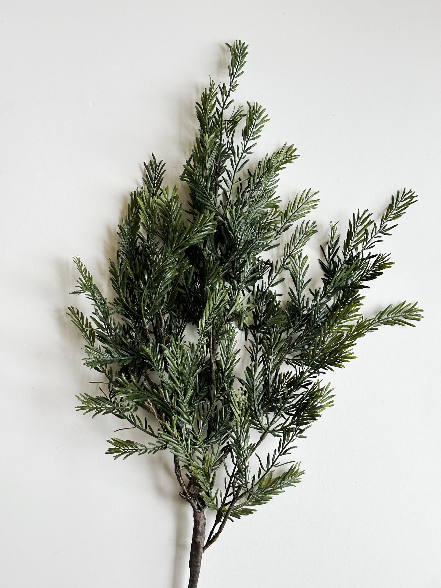 Douglas Fir Stem
