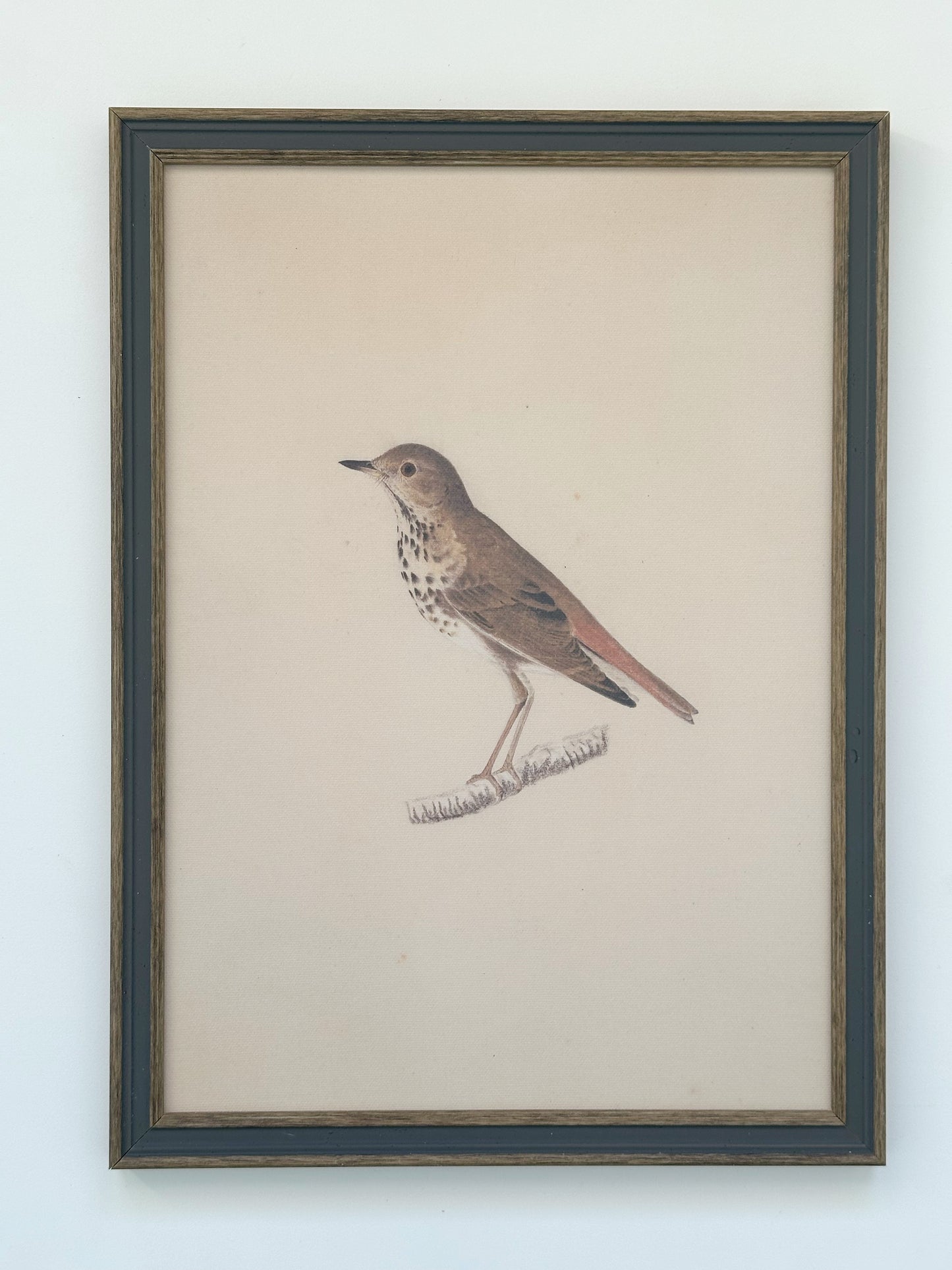 Bird 11x16 Framed Print